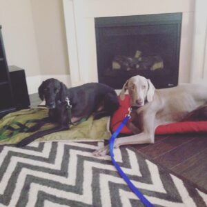 Raise the Bar's Cincinnati Dog Training programs for ALL dogs!